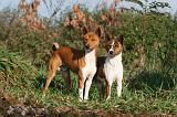 BASENJI 023